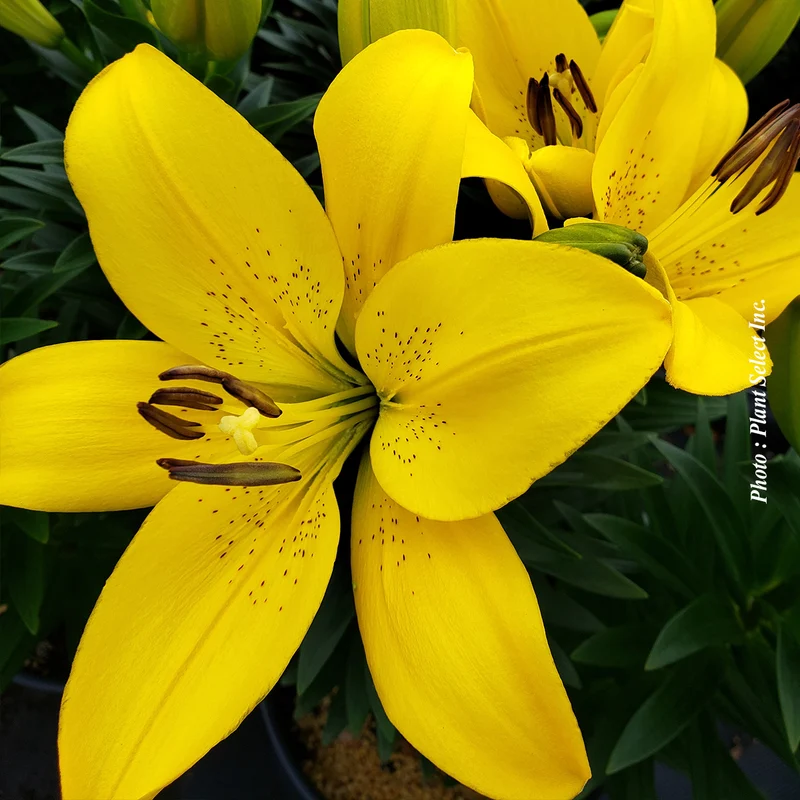 Lis Longiflorum-Asiatique ‘Summer Sun’ (Lilium 'Summer Sun®' (L.A.))