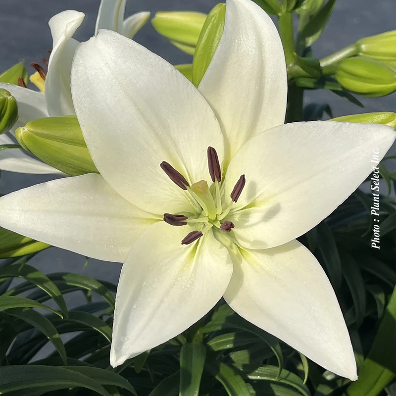 Lis Longiflorum-Asiatique ‘Summer Snow’ (Lilium 'Summer Snow®' (L.A.))