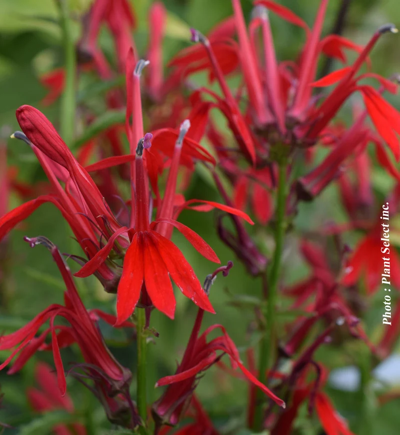 Lobélie cardinalis (Lobelia cardinalis)