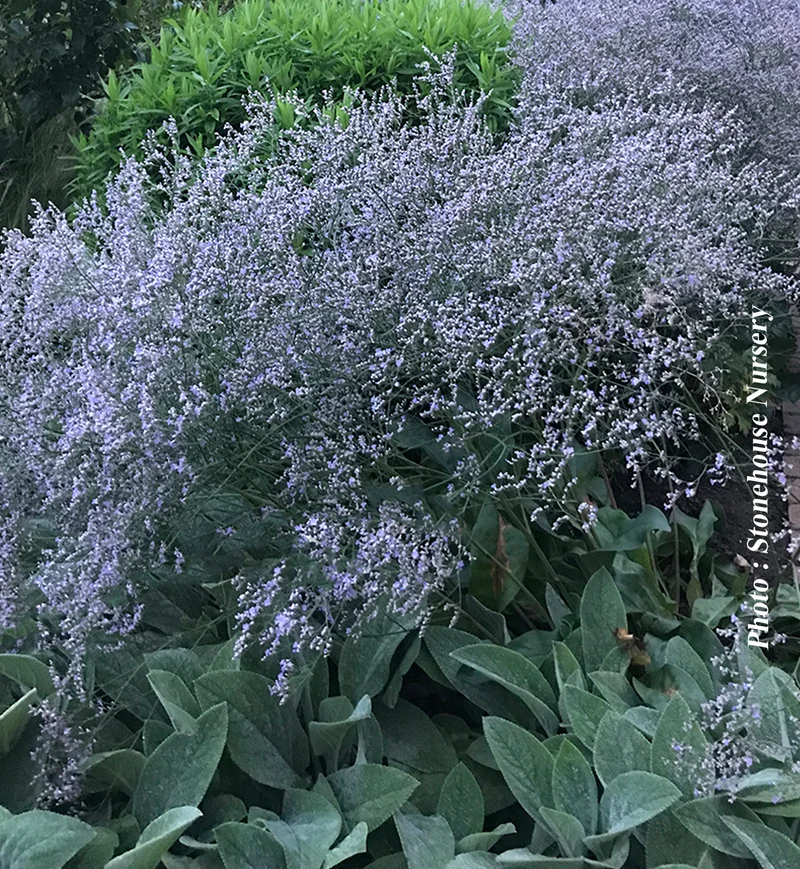 Statice latifolium (Limonium latifolium)