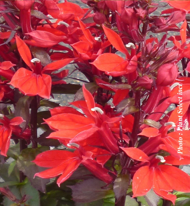 Lobélie ‘Starship Scarlet’ (Lobelia Starship™ 'Scarlet')