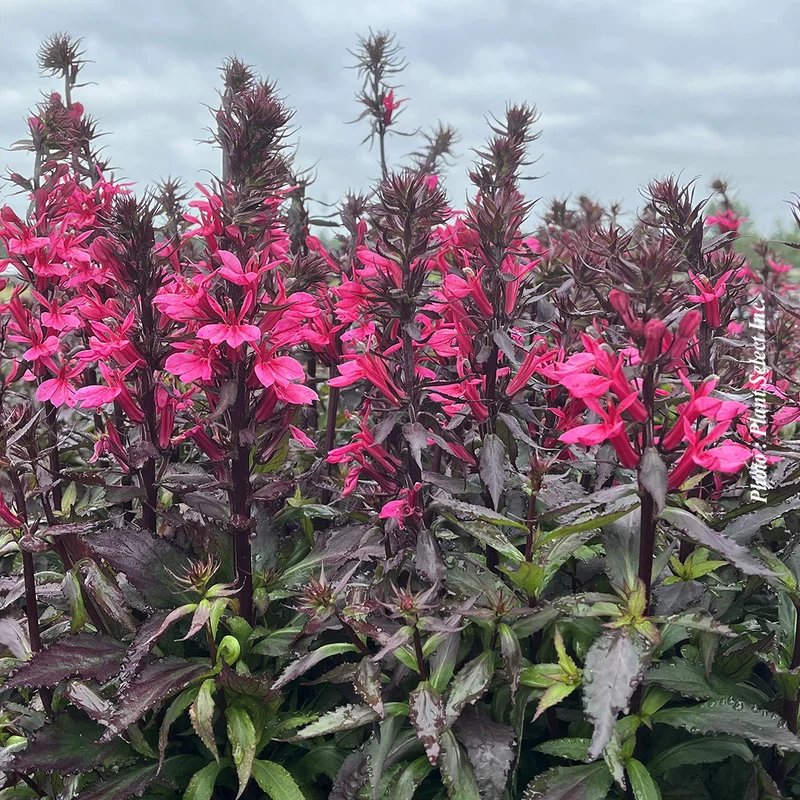 Lobélie ‘Starship Rose’ (Lobelia Starship™ 'Rose')