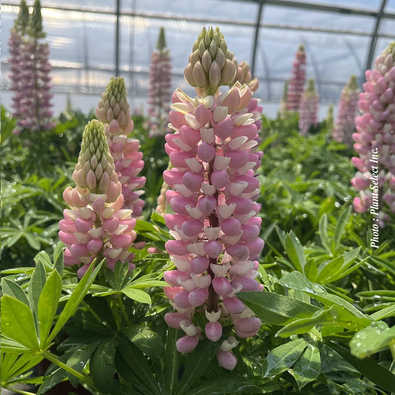 Lupin ‘Mini Gallery Pink Bicolor’ (Lupinus 'Mini Gallery Pink Bicolor')