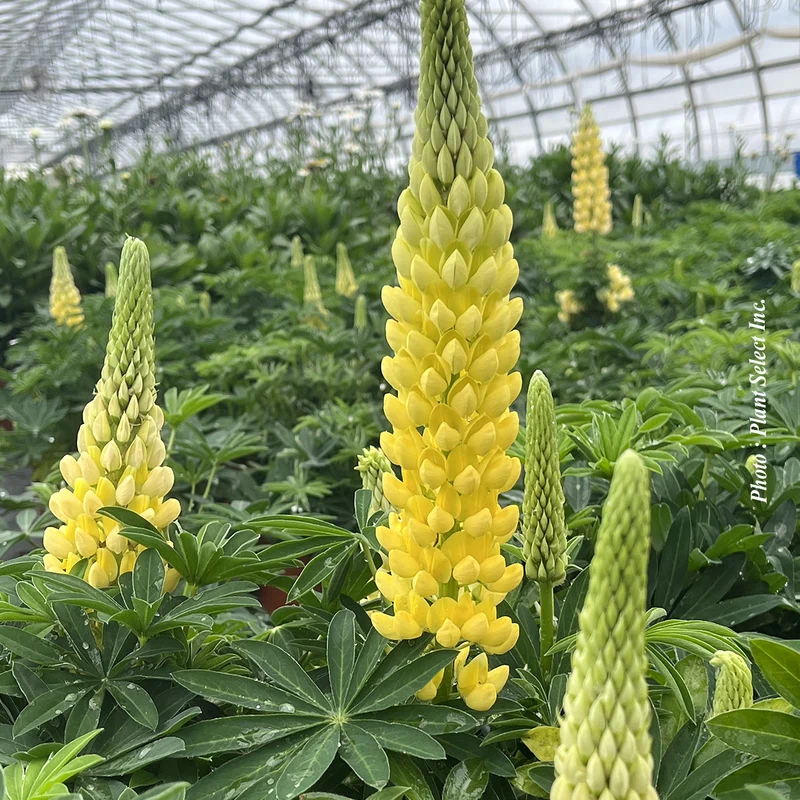 Lupin ‘Mini Gallery Yellow’ (Lupinus 'Mini Gallery Yellow')