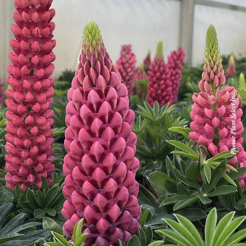 Lupin ‘Mini Gallery Red’ (Lupinus 'Mini Gallery Red')