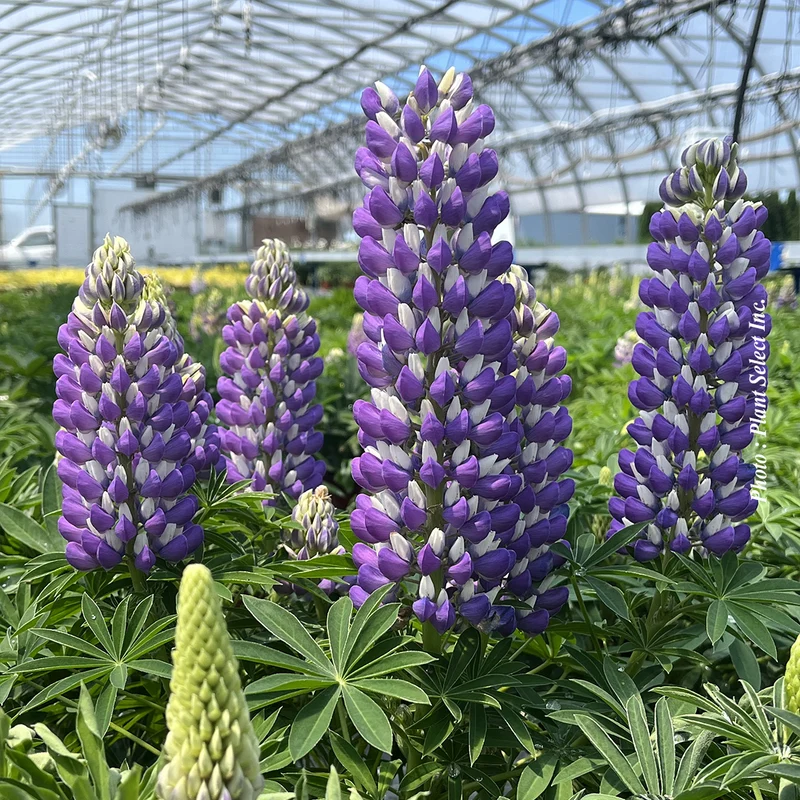 Lupin Mini Gallery™ Blue Bicolor (Lupinus Mini Gallery™ Blue Bicolor)
