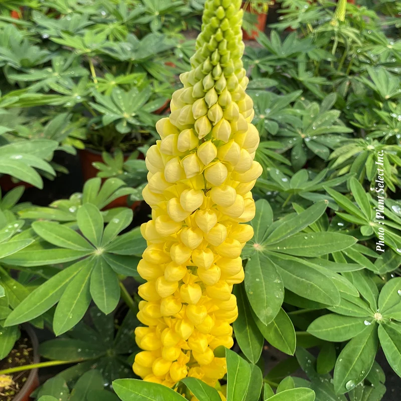 Lupin ‘Westcountry Desert Sun’ (Lupinus Westcountry™ 'Desert Sun')