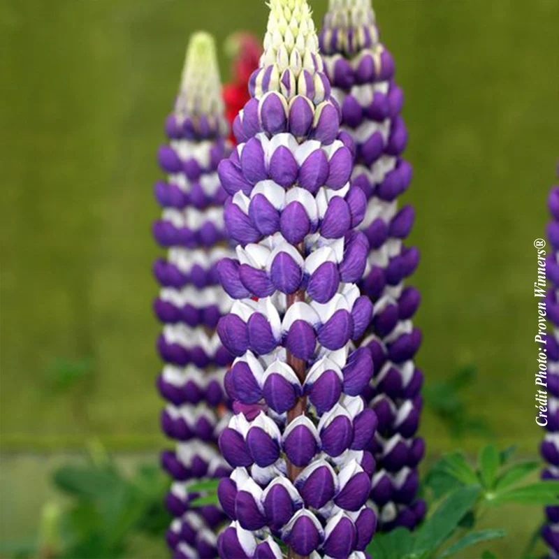 Lupin ‘Westcountry Blacksmith’ (Lupinus Westcountry™ 'Blacksmith')