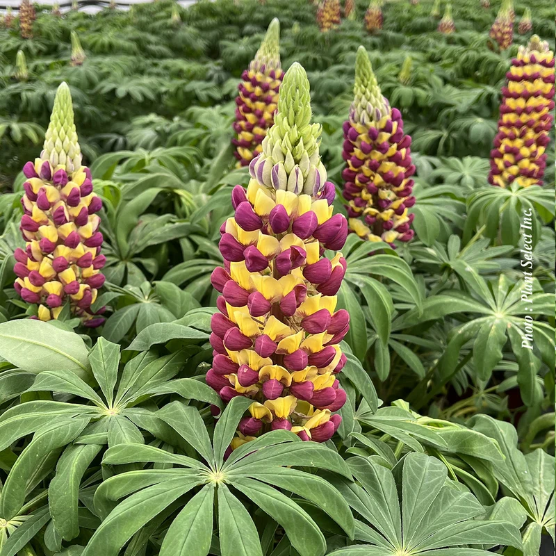 Lupin ‘Westcountry Manhattan Lights’ (Lupinus Westcountry™ 'Manhattan Lights)