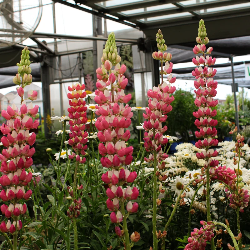 Lupin ‘Westcountry Rachel de Thame’ (Lupinus Westcountry™ 'Rachel de Thame')