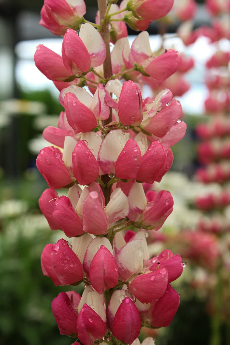 Lupin ‘Westcountry Rachel de Thame’ (Lupinus Westcountry™ 'Rachel de Thame')