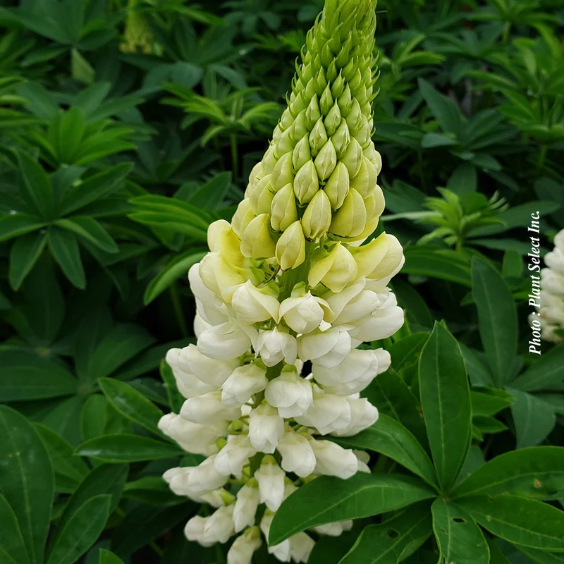 Lupin ‘Westcountry Polar Princess’ (Lupinus Westcountry™ 'Polar Princess')