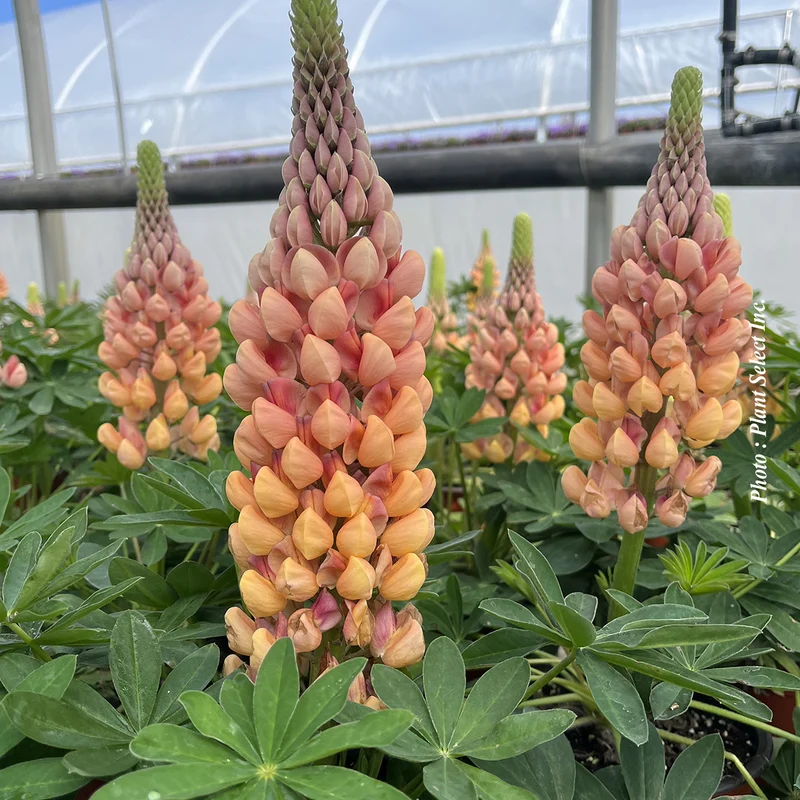 Lupin ‘Westcountry Salmon Star’ (Lupinus Westcountry™ 'Salmon Star')