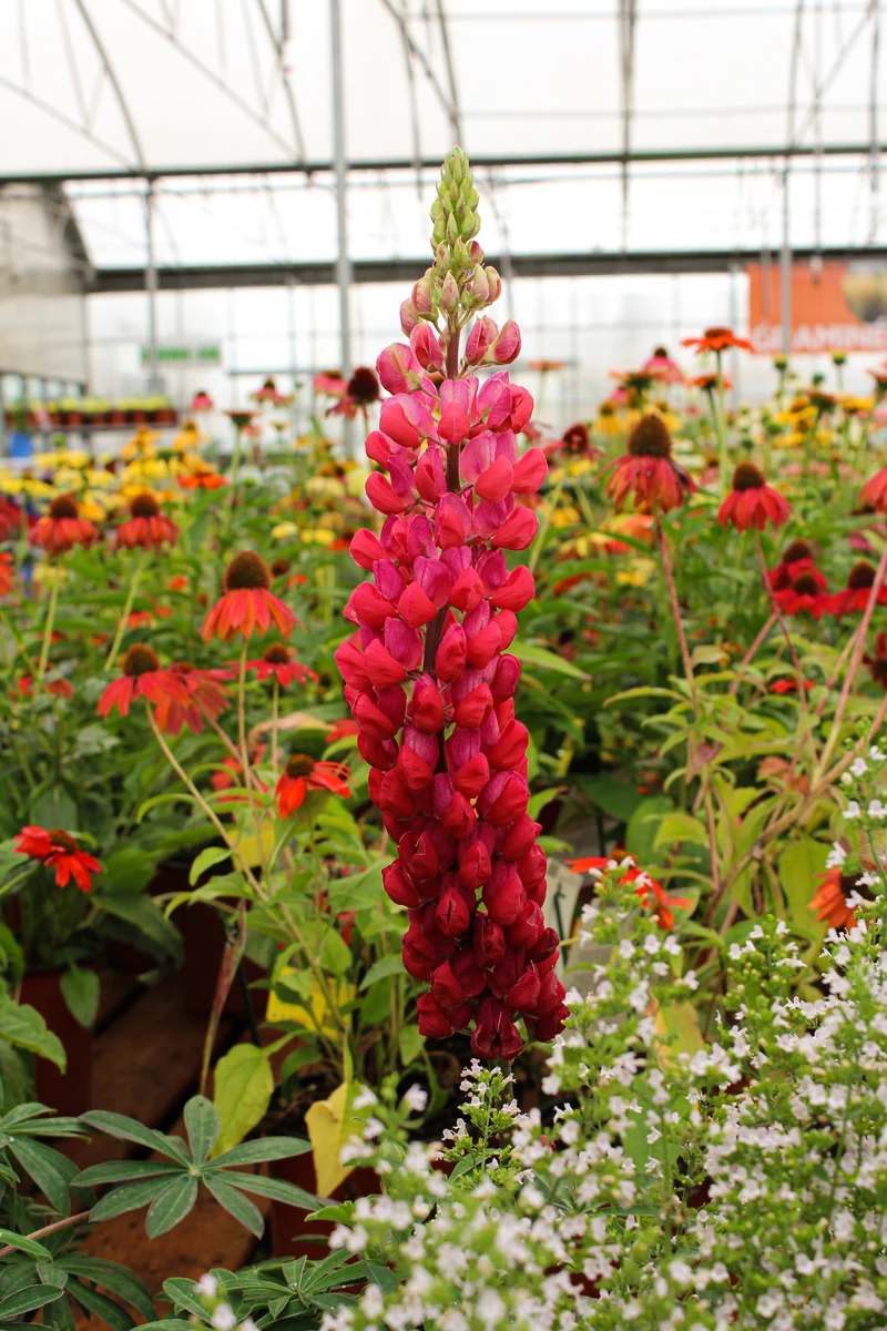 Lupin ‘Westcountry Red Rum’ (Lupinus Westcountry™ 'Red Rum')