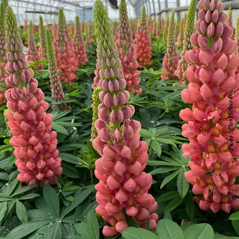 Lupin ‘Westcountry Terracotta’ (Lupinus Westcountry™ 'Terracotta')