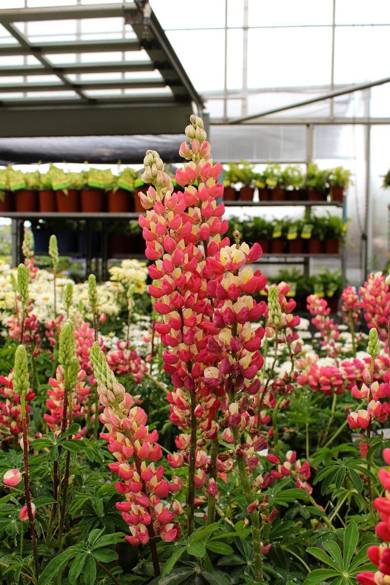 Lupin ‘Westcountry Tequila Flame’ (Lupinus Westcountry™ 'Tequila Flame')