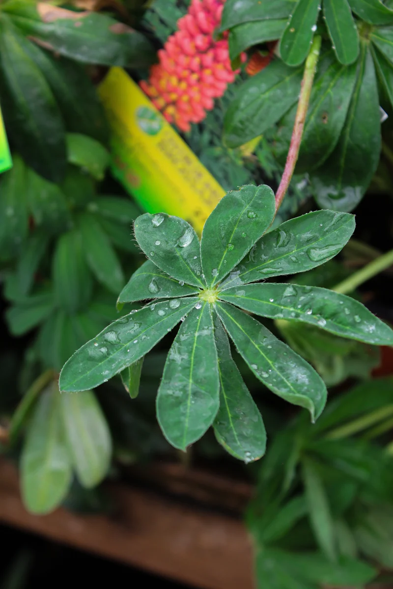 Lupin ‘Westcountry Tequila Flame’ (Lupinus Westcountry™ 'Tequila Flame')