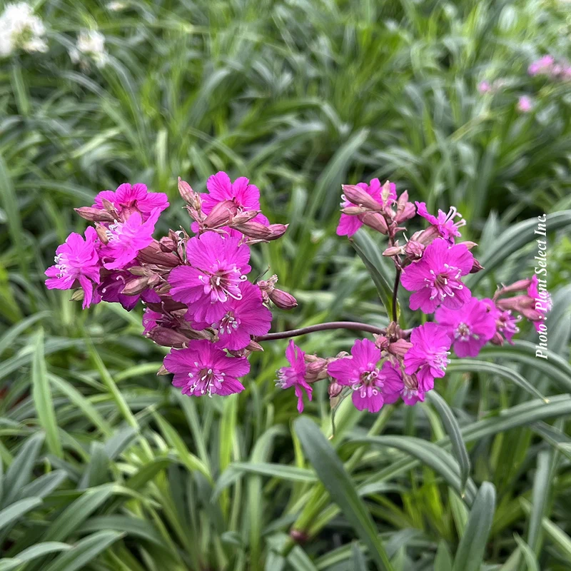 Lychnide ‘Firebird’ (Lychnis 'Firebird')