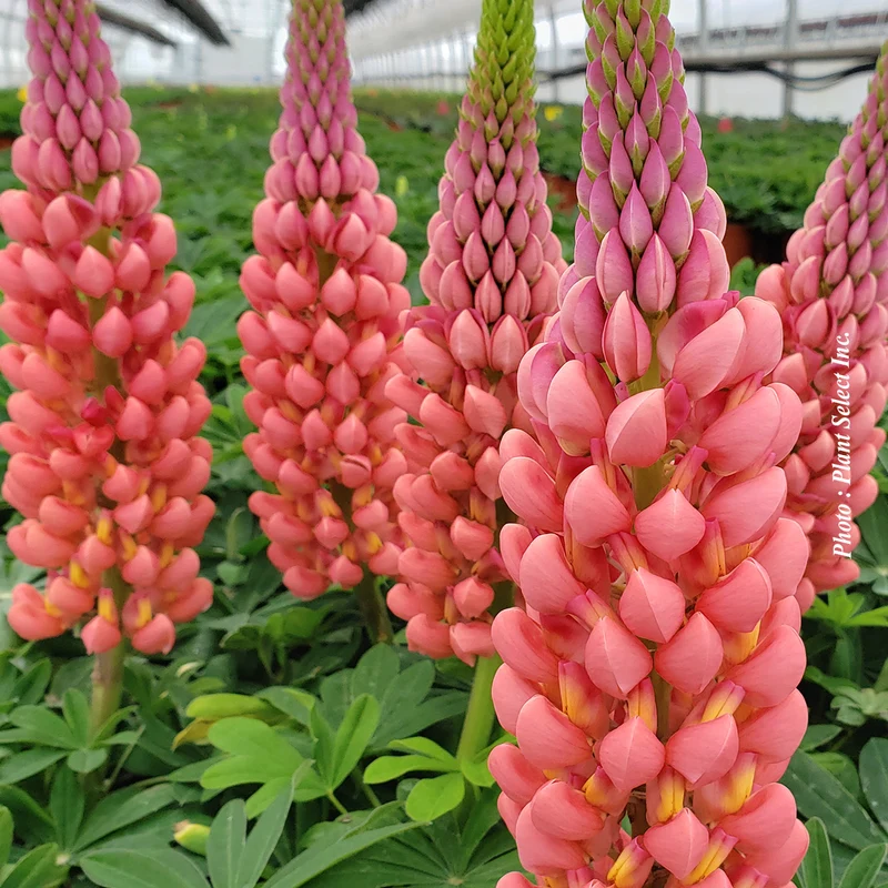 Lupin ‘Westcountry Towering Inferno’ (Lupinus Westcountry™ 'Towering Inferno')