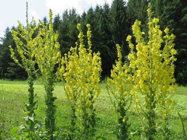 Molène Olympique ( Verbascum olympicum )