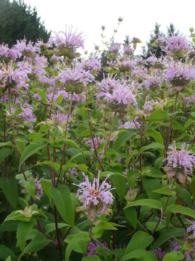 Monarde fistuleuse ( Monarda fistulosa )