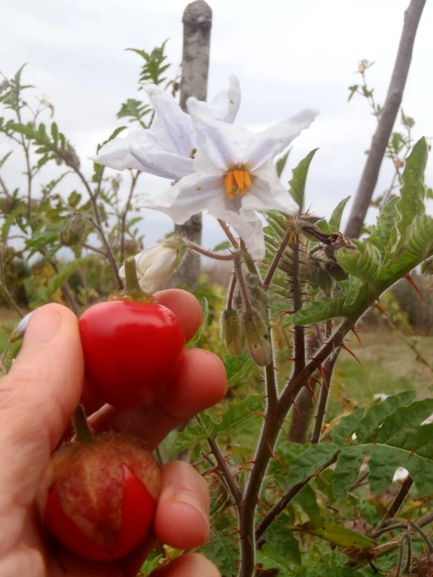 Morelle de Balbis ( Solanum sisymbriifolium )