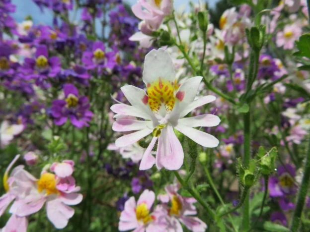 Orchidée du pauvre ( Schizanthus pinnatus )