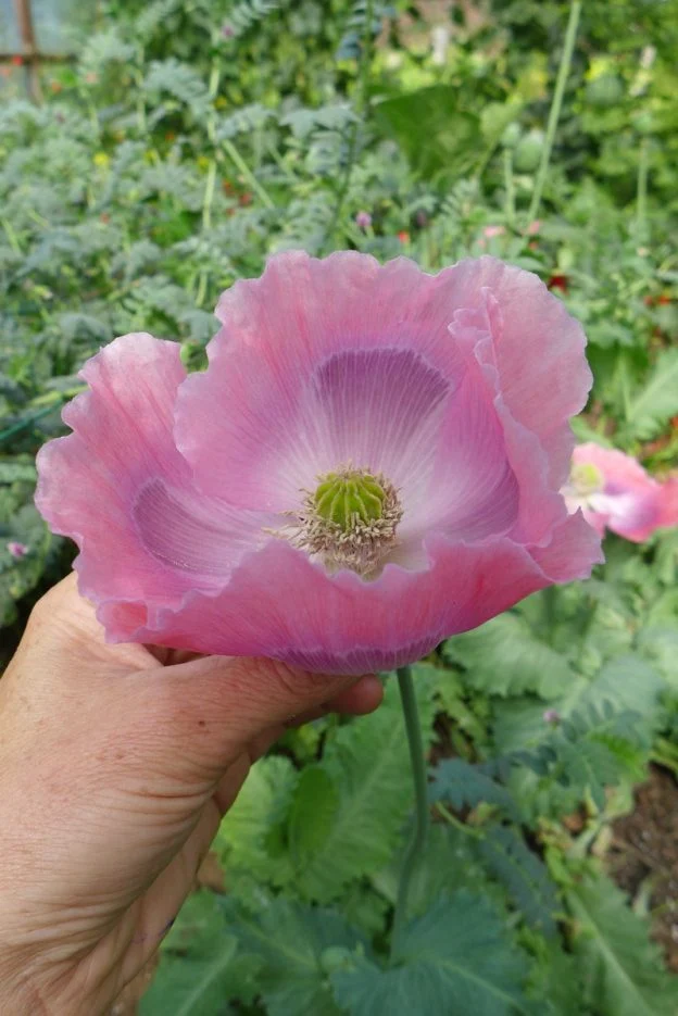 Pavot ‘giganthemum’ ( Papaver somniferum )