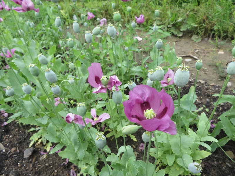 Pavot ‘Hungarian blue’ ( Papaver somniferum )
