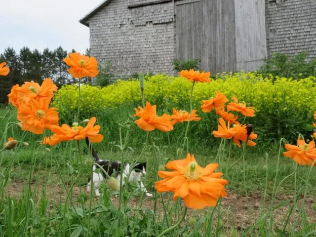 Pavot d‘Atlas 'Flore Pleno’ ( Papaver atlanticum )