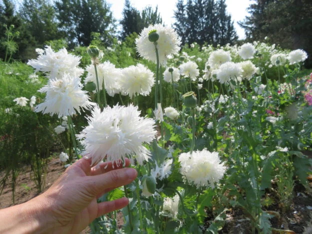 Pavot ‘Swan's Down’ ( Papaver somniferum var. laciniatum )