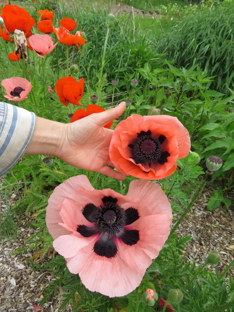 Pavot d'Orient ( Papaver orientale )