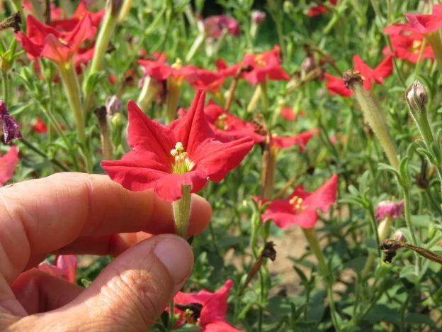 Pétunia ‘exserta’ ( Petunia exserta )