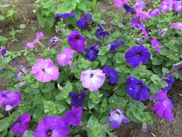 Pétunia ‘Alderman’ ( Petunia nana )