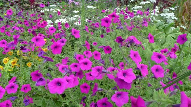 Pétunia ‘integrifolia’ ( Petunia integrifolia )