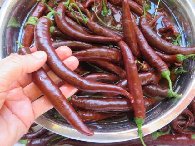 Piment fort ‘Cayenne chocolat’ ( Capsicum annuum )