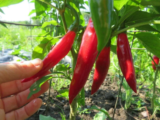 Piment fort ‘Balik’ ( Capsicum annuum )