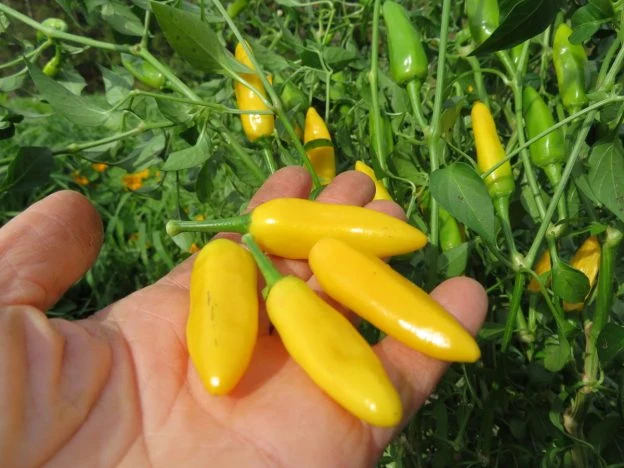 Piment fort ‘Cedrino’ ( Capsicum annuum )
