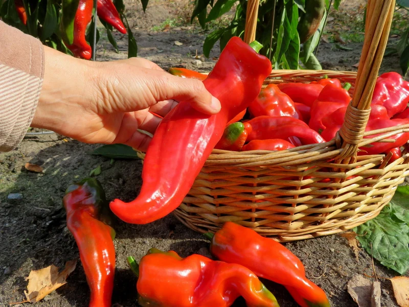 Piment fort ‘de Barrika’ ( Capsicum annuum )