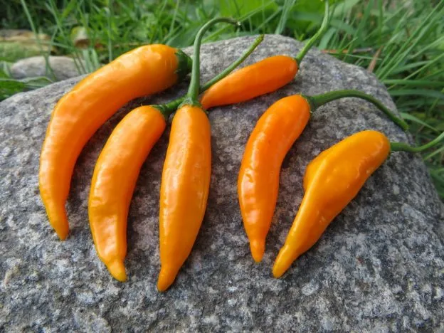 Piment fort ‘Criolla Sella’ ( Capsicum baccatum )