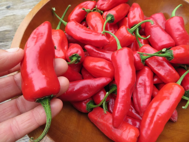 Piment fort ‘de Bresse’ ( Capsicum annuum )
