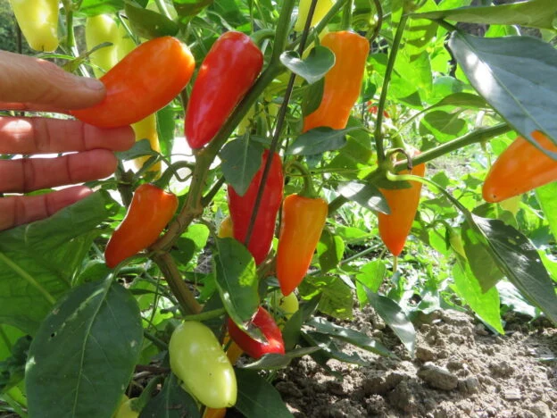 Piment fort ‘Jalapeno Jaloro’ ( Capsicum annuum )