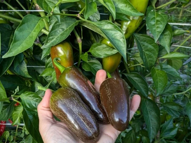 Piment fort ‘Jalapeño Brown’ ( Capsicum annuum )