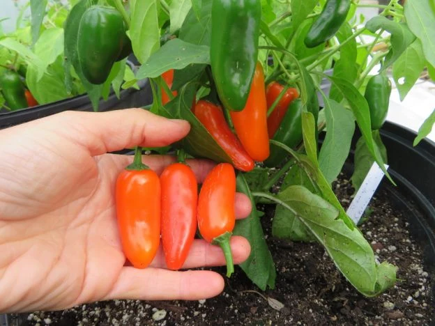Piment fort ‘Jalapeno Orange court’ ( Capsicum annuum )