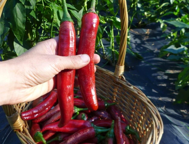 Piment fort ‘Paprika Boldog’ ( Capsicum annuum )