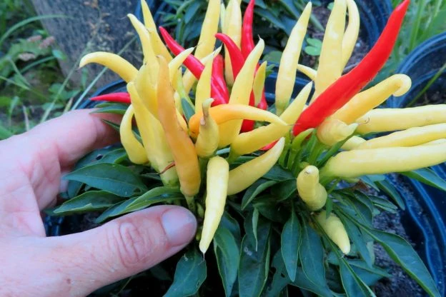 Piment fort ‘Médusa’ ( Capsicum annuum )