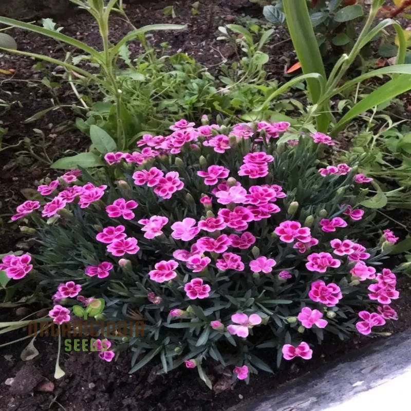 Pink Dianthus caryophyllus Flower Seeds, Delicate and Fragrant Blooms, Charming and Colorful Garden,Easy-to-Grow
