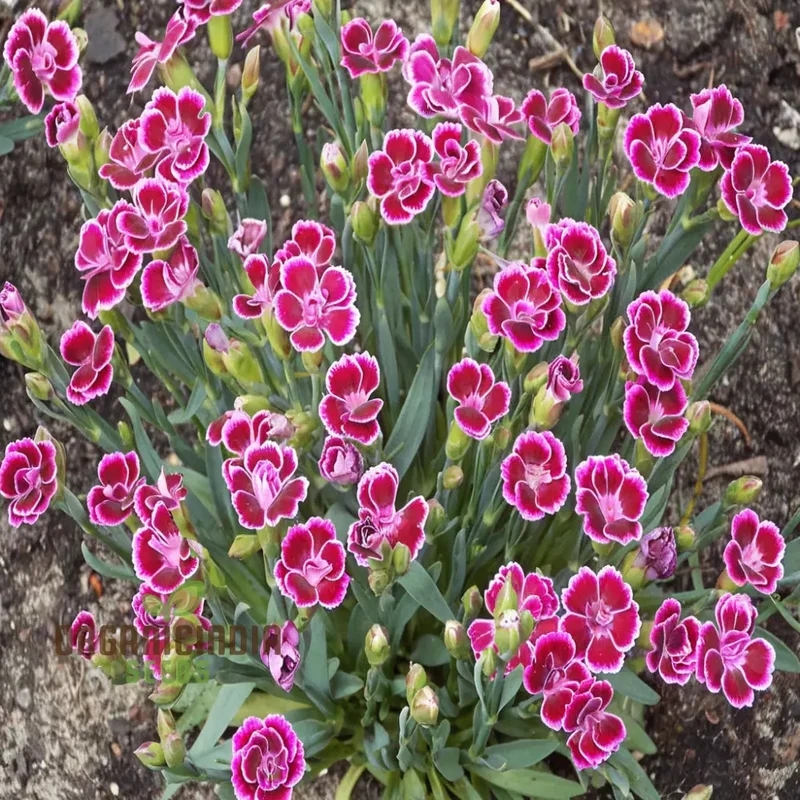 Pink Dianthus caryophyllus Flower Seeds, Delicate and Fragrant Blooms, Charming and Colorful Garden,Easy-to-Grow