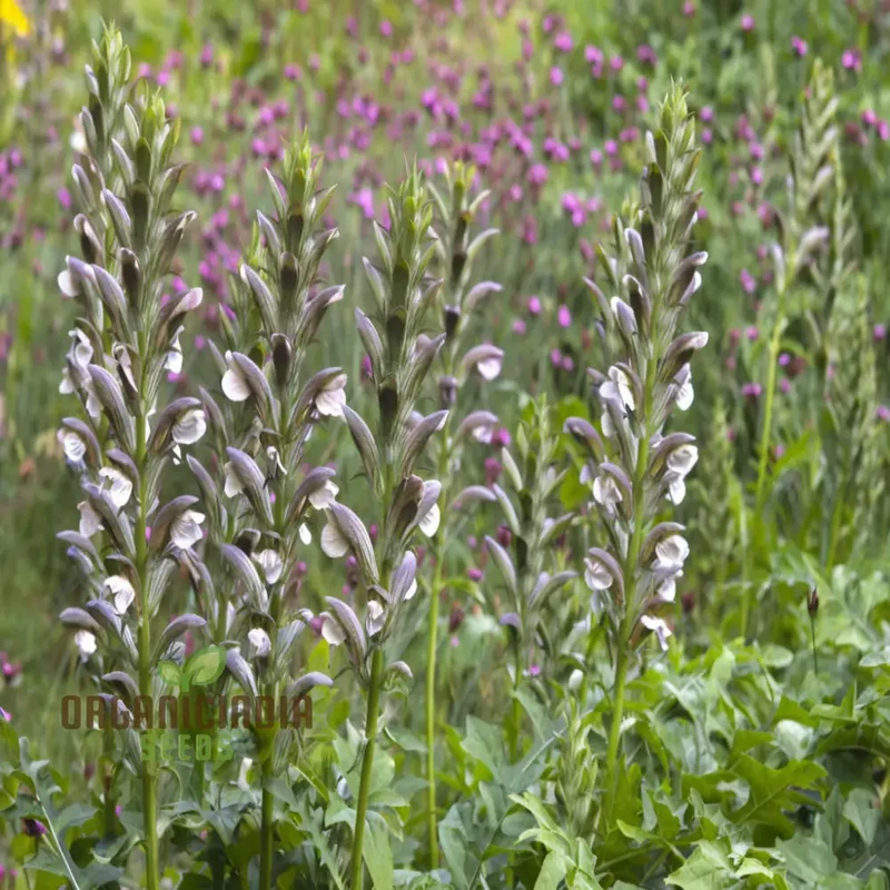 Premium Acanthus mollis Plant Seeds: Elevate Your Gardening Experience with Exquisite Seeds for a Flourishing Garden