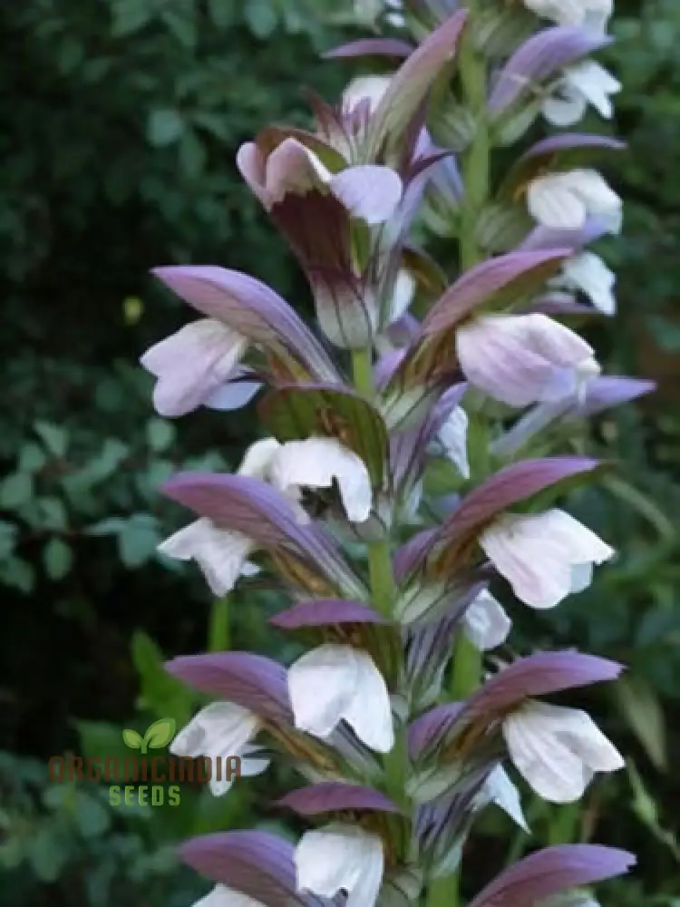 Premium Acanthus mollis Plant Seeds: Elevate Your Gardening Experience with Exquisite Seeds for a Flourishing Garden